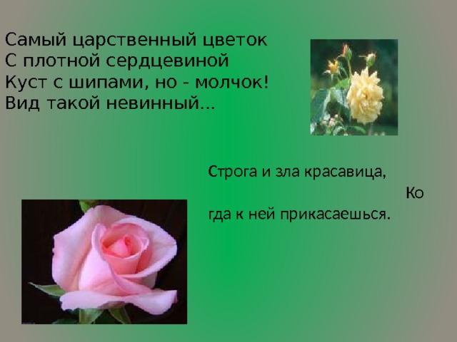 Самый царственный цветок С плотной сердцевиной Куст с шипами, но - молчок! Вид такой невинный... Строга и зла красавица,                                     Когда к ней прикасаешься.                                                                              