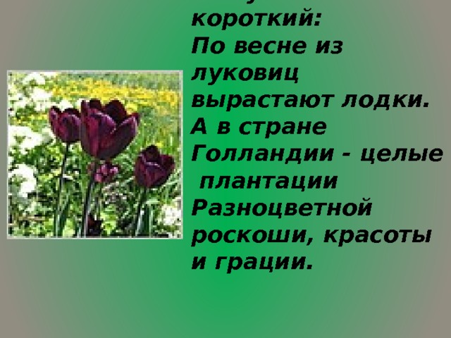 Нежные бутоны. Век у них короткий: По весне из луковиц вырастают лодки. А в стране Голландии - целые плантации Разноцветной роскоши, красоты и грации. 