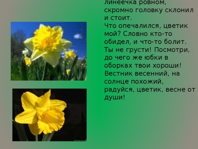 На стебельке, как линеечка ровном, скромно головку склонил и стоит. Что опечалился, цветик мой? Словно кто-то обидел, и что-то болит. Ты не грусти! Посмотри, до чего же юбки в оборках твои хороши! Вестник весенний, на солнце похожий, радуйся, цветик, весне от души!  