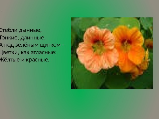 ,   Стебли дынные,  Тонкие, длинные.  А под зелёным щитком -  Цветки, как атласные:  Жёлтые и красные.            