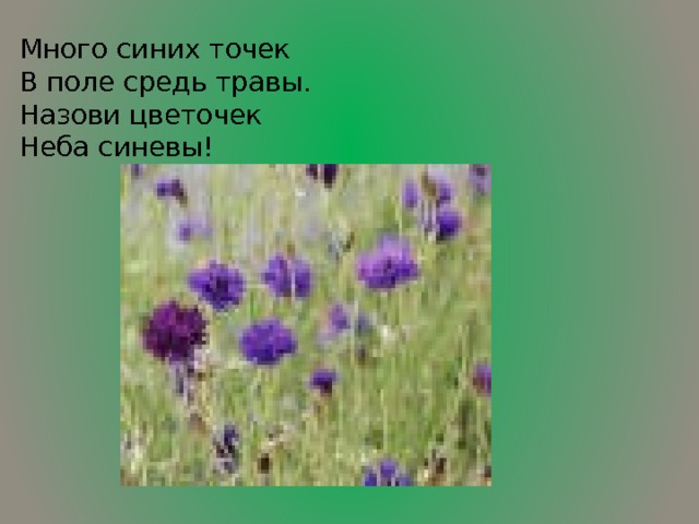 Много синих точек В поле средь травы. Назови цветочек Неба синевы!  