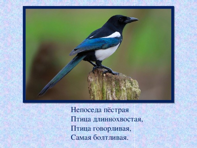 Непоседа пёстрая  Птица длиннохвостая,  Птица говорливая,  Самая болтливая.