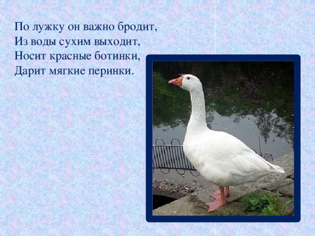 По лужку он важно бродит,  Из воды сухим выходит,  Носит красные ботинки,  Дарит мягкие перинки.