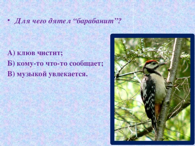 Для чего дятел “барабанит”?