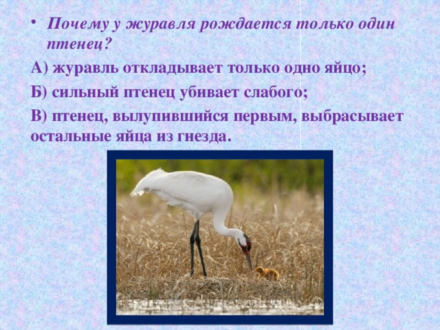 Почему у журавля рождается только один птенец?