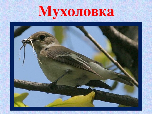 Мухоловка