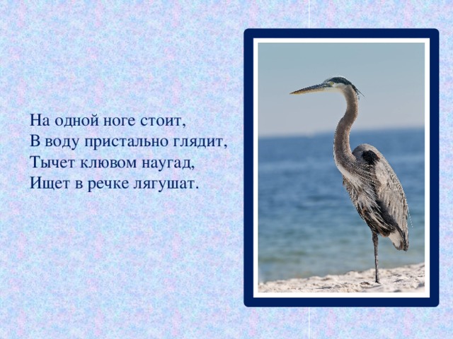 На одной ноге стоит,  В воду пристально глядит,  Тычет клювом наугад,  Ищет в речке лягушат.