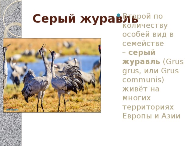 Серый журавль Второй по количеству особей вид в семействе –  серый журавль  (Grus grus, или Grus communis) живёт на многих территориях Европы и Азии 
