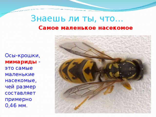   Знаешь ли ты, что… Самое маленькое насекомое  Осы-крошки, мимариды - это самые маленькие насекомые, чей размер составляет примерно 0,46 мм.    