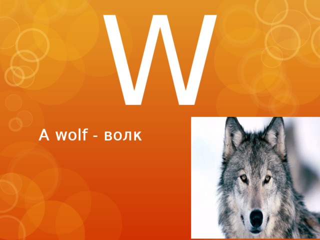 W A wolf - волк 