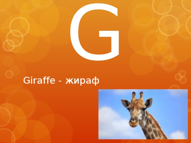 G Giraffe - жираф 