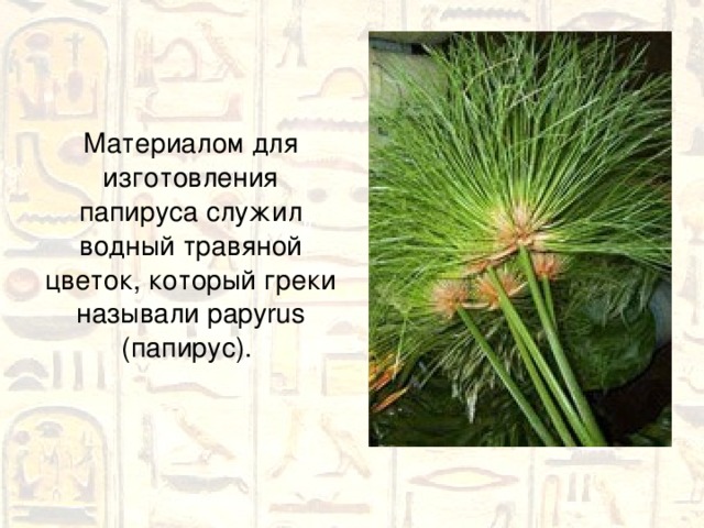 Материалом для изготовления папируса служил водный травяной цветок, который греки называли papyrus (папирус). 