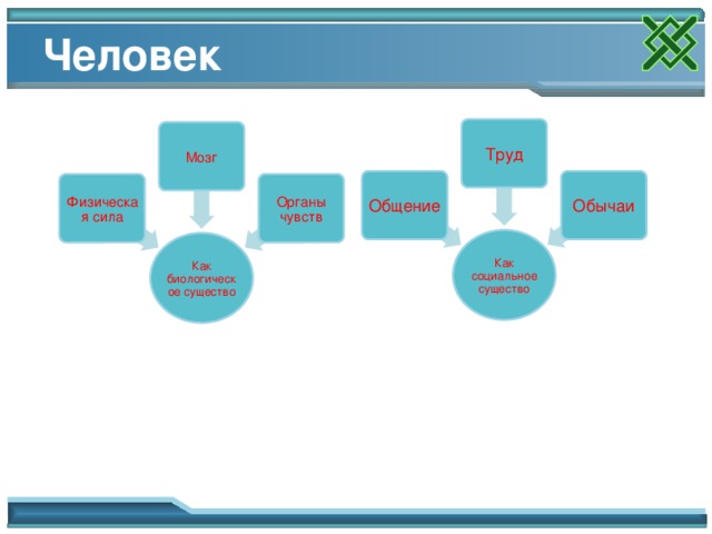 Человек Труд Мозг Общение Обычаи Физическая сила Органы чувств Как социальное существо Как биологическое существо 