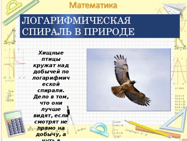 Логарифмическая спираль в природе Хищные птицы кружат над добычей по логарифмической спирали. Дело в том, что они лучше видят, если смотрят не прямо на добычу, а чуть в сторону. 