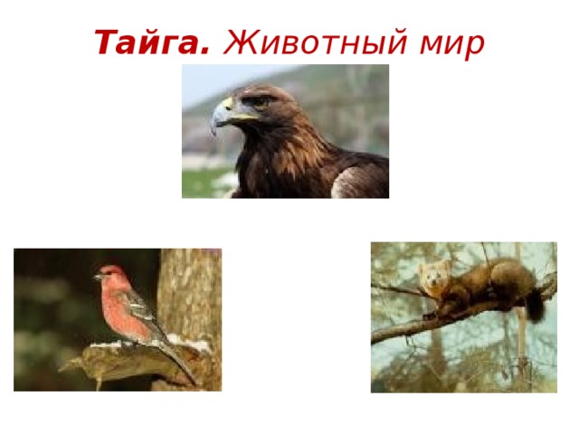 Тайга. Животный мир 