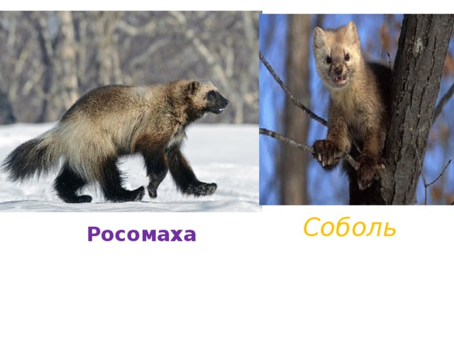 Соболь Росомаха 