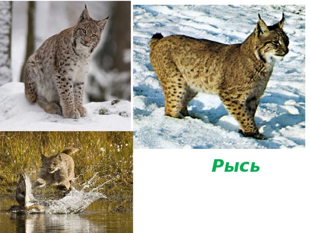 Рысь 