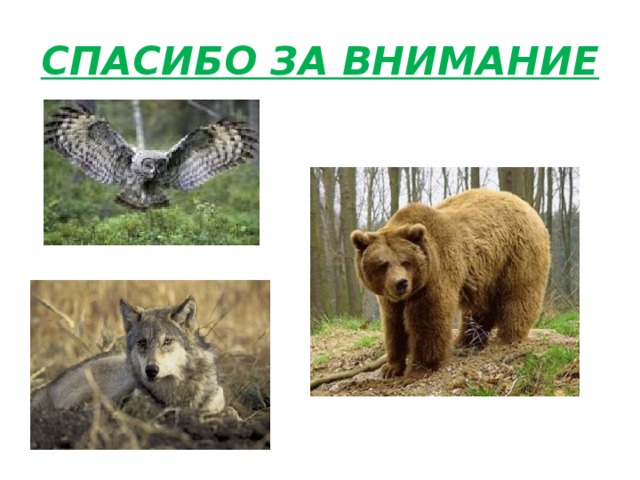 СПАСИБО ЗА ВНИМАНИЕ 
